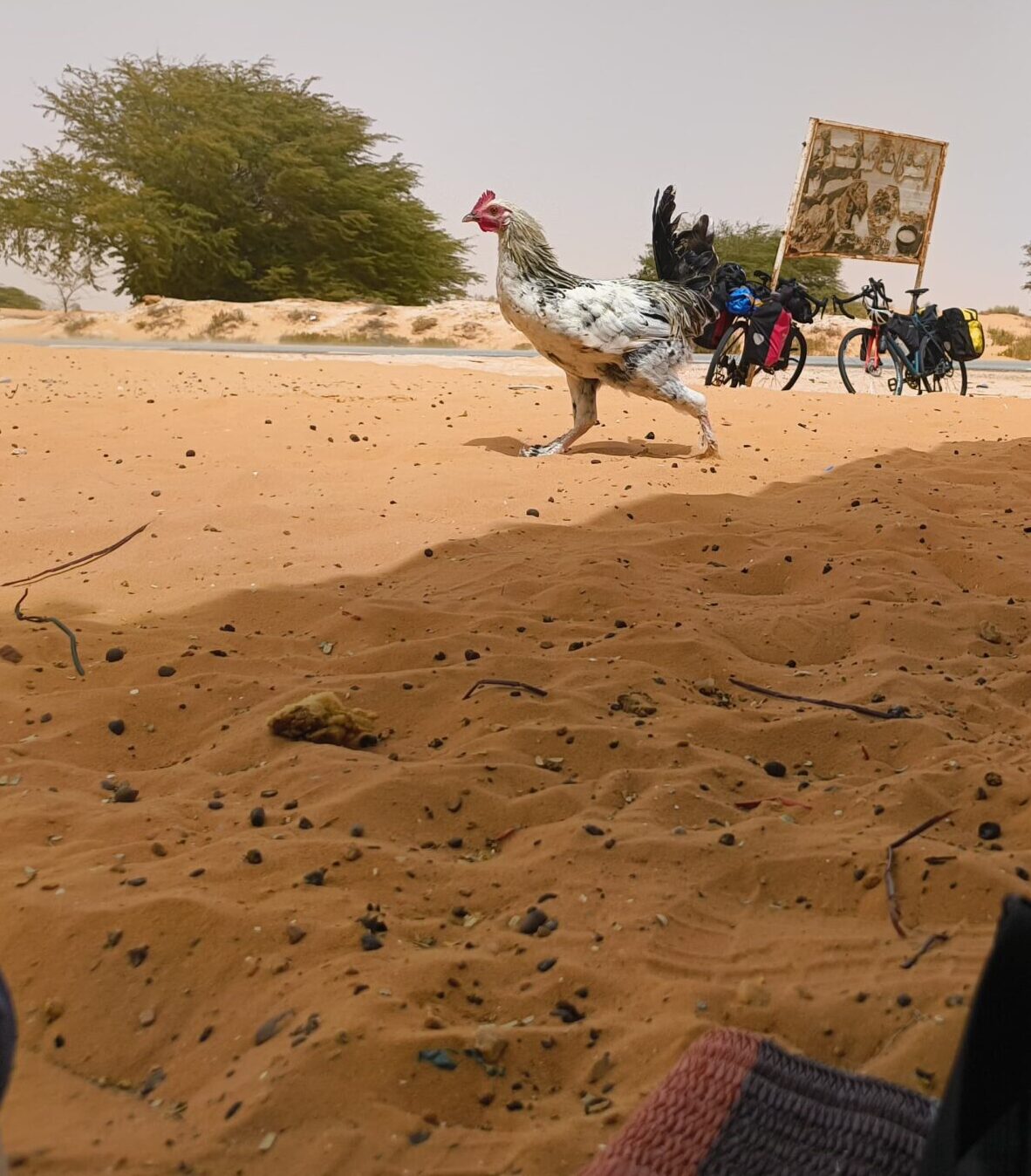 Tag 36: Nouakchott – Irgendwo 141 km